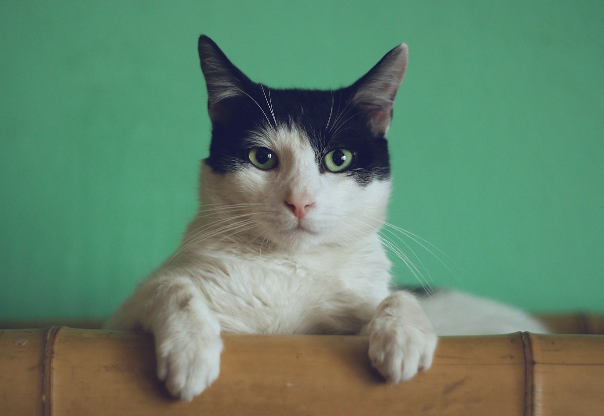 Cat boarding for pets from Miami Springs, Miami Lakes, and Medley