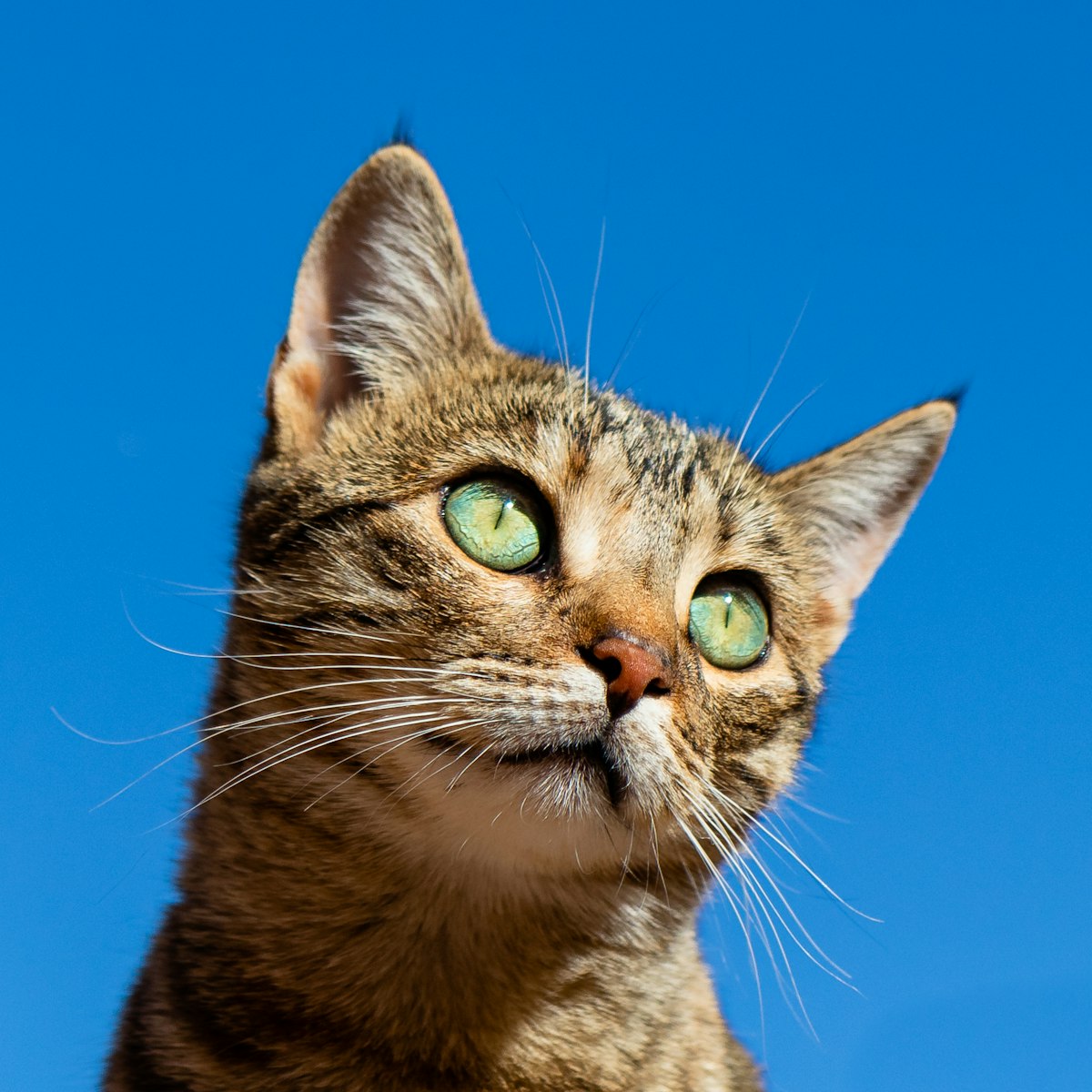 Cute tabby cat ready for boarding at Pet Boarding Miami in Medley, Florida